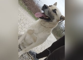 Balto ein großer braver Bub