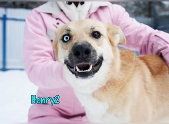 Henry2 06/2020 (RUS) - cleverer und verspielter Husky-Mix sucht sportliche Menschen!