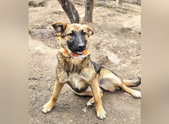 Cleo - freundliche, aktive, anhängliche Schäferhund Mix Hündin / z.Zt. noch in Rumänien