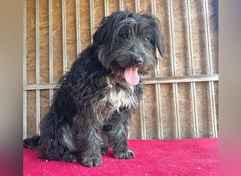 (R) ❤️ charmante MIRA - 2 Jahre, 42cm - Puli-Schnauzer-Mix ❤️