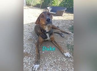 Duke 02/2021 (GRC) - dringend Pflegestelle oder Zuhause gesucht!