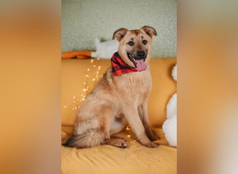 Hundemädchen Mila sucht Familie