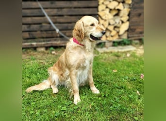 Golden Retriever Hündin erwachsen