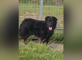 Wunderschöner Loki sucht Pflegestelle oder ruhiges Zuhause
