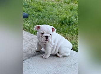 Englischen Bulldogge