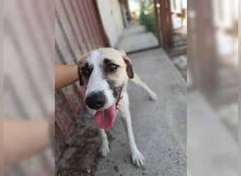 Schmusemaus Gül wäre so gerne Familienhund