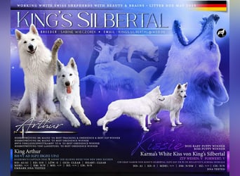Weiße Schäferhund - Welpen für Familie, Sport und Show