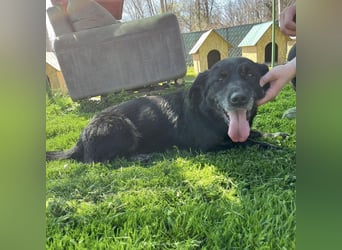 Senka - über 6 Jahre in Tierheim