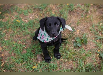 Susi: Hundekind sucht ein Zuhause