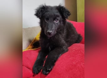 AMICO❤️ bezaubernder kroat. Schäferhund-Mix-Junge und eine pure 4-Pfoten-Amore