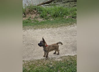 Lustige Kobolde / Cairn Terrier suchen ein Zuhause