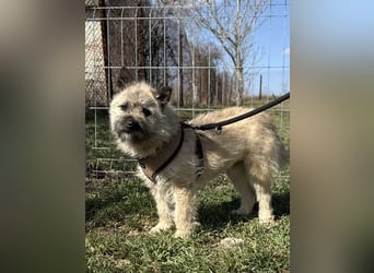 Kleine Jeannie sucht ein Zuhause