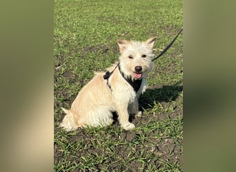 Schüchterner Benno sucht seine Menschen