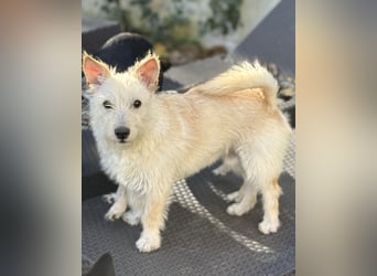 Schüchterner Benno sucht seine Menschen