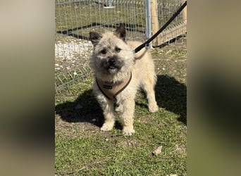 Kleine Jeannie sucht ein Zuhause