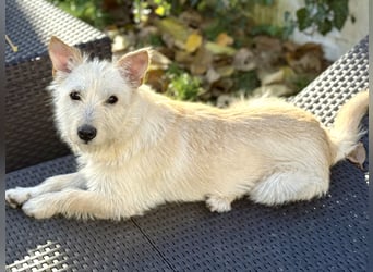 Schüchterner Benno sucht seine Menschen