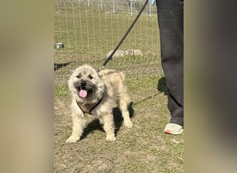 Kleine Jeannie sucht ein Zuhause