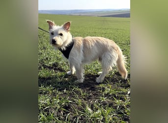 Schüchterner Benno sucht seine Menschen