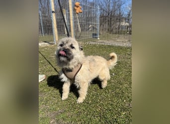 Kleine Jeannie sucht ein Zuhause