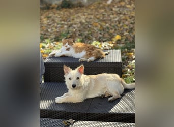 Schüchterner Benno sucht seine Menschen