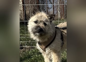 Kleine Jeannie sucht ein Zuhause