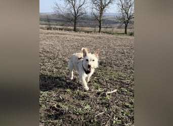 Schüchterner Benno sucht seine Menschen