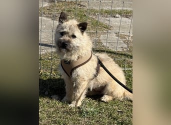 Kleine Jeannie sucht ein Zuhause