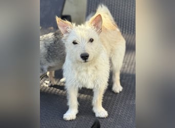 Schüchterner Benno sucht seine Menschen