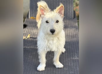 Schüchterner Benno sucht seine Menschen