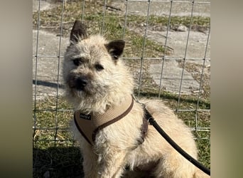 Kleine Jeannie sucht ein Zuhause