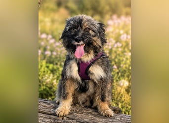 Lila, bildhübsches Terriermädchen