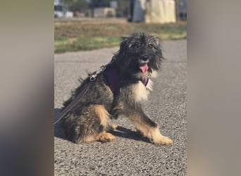 Lila, bildhübsches Terriermädchen