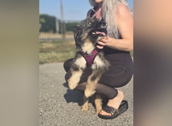 Lila, bildhübsches Terriermädchen