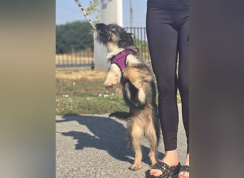 Lila, bildhübsches Terriermädchen