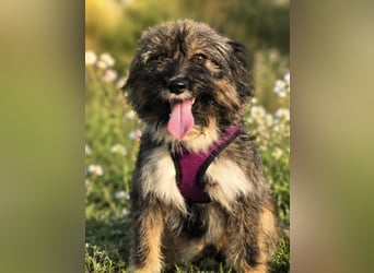Lila, bildhübsches Terriermädchen