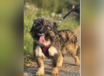 Lila, bildhübsches Terriermädchen