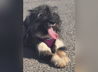 Lila, bildhübsches Terriermädchen