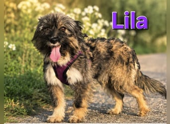 Lila, bildhübsches Terriermädchen