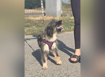 Lila, bildhübsches Terriermädchen