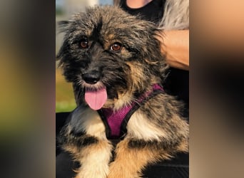 Lila, bildhübsches Terriermädchen