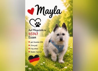 Mayla - auf PS in 45147 Essen - liebevoller & freundlicher Charakter