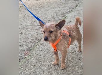 Atón – kleiner zotteliger Charmeur mit treuem Blick sucht sein Glück