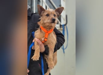 Atón – kleiner zotteliger Charmeur mit treuem Blick sucht sein Glück