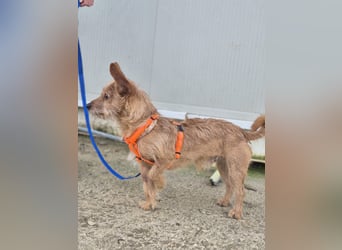 Atón – kleiner zotteliger Charmeur mit treuem Blick sucht sein Glück