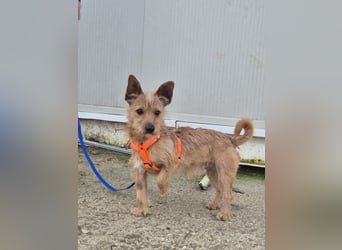 Atón – kleiner zotteliger Charmeur mit treuem Blick sucht sein Glück