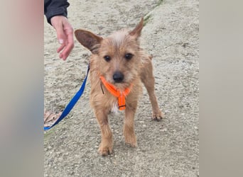 Atón – kleiner zotteliger Charmeur mit treuem Blick sucht sein Glück