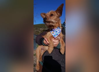 Atón – kleiner zotteliger Charmeur mit treuem Blick sucht sein Glück