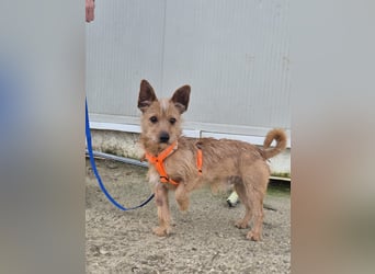 Atón – kleiner zotteliger Charmeur mit treuem Blick sucht sein Glück