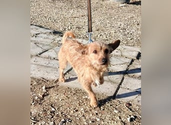 Atón – kleiner zotteliger Charmeur mit treuem Blick sucht sein Glück