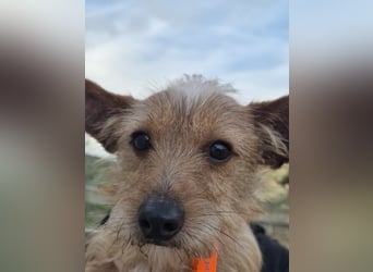 Atón – kleiner zotteliger Charmeur mit treuem Blick sucht sein Glück